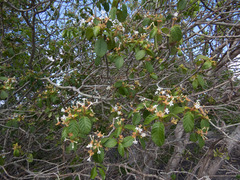 Guettarda sericea