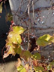 Parthenocissus