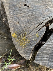 Dacrymyces capitatus