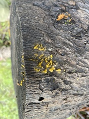 Dacrymyces capitatus