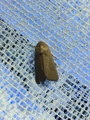 Mythimna convecta