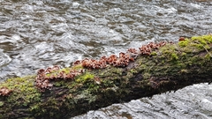 Chondrostereum purpureum