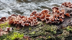 Chondrostereum purpureum