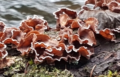 Chondrostereum purpureum