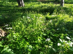 Allium neapolitanum