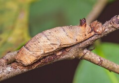 Rogadinae
