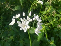 Allium neapolitanum