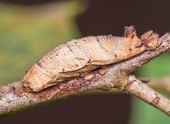 Rogadinae
