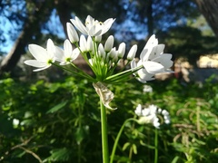 Allium neapolitanum