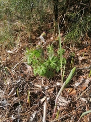 Pulsatilla patens