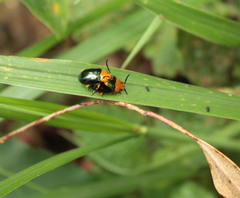 Lamprolina simillima