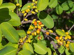 Erythroxylum