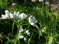 Allium neapolitanum