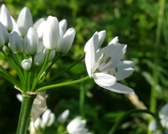 Allium neapolitanum