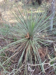 Yucca constricta