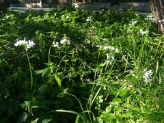 Allium neapolitanum