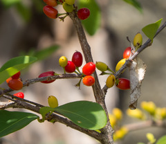 Erythroxylum