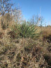 Yucca arkansana