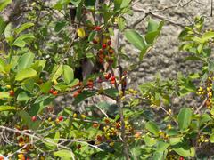 Erythroxylum