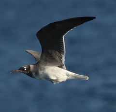 Ichthyaetus leucophthalmus