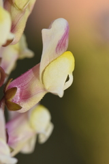 Antirrhinum siculum