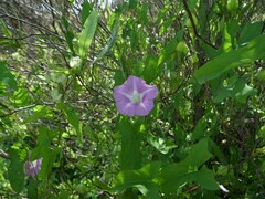 Calystegia sepium roseata