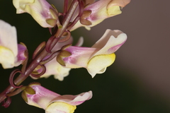 Antirrhinum siculum