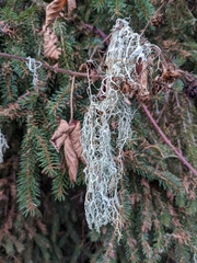 Evernia divaricata