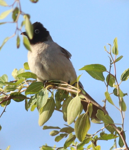 White-spectacled Bulbul (Pycnonotus xanthopygos), photo 9