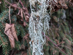Evernia divaricata