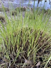 Schoenoplectus americanus