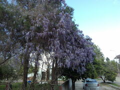 Wisteria sinensis