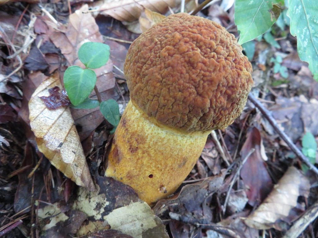 Rugiboletus extremiorientalis · September 2018 · photo: © belvedere04 (iNaturalist, cc-by-nc)