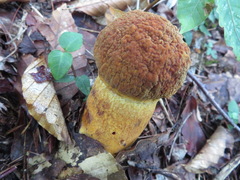 Rugiboletus extremiorientalis