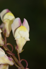Antirrhinum siculum