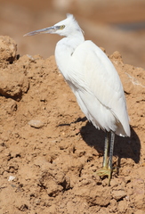 Egretta gularis