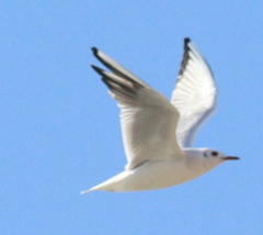 Chroicocephalus ridibundus