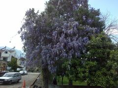 Wisteria sinensis