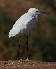Egretta gularis