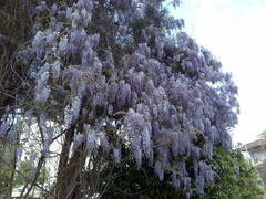 Wisteria sinensis