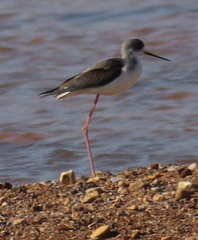 Himantopus himantopus