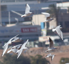 Chroicocephalus ridibundus