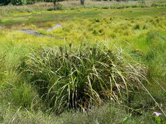 Cyperus ustulatus