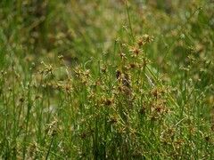 Isolepis prolifera