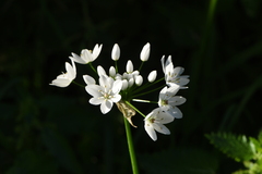 Allium neapolitanum