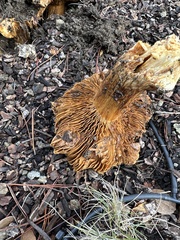 Omphalotus olivascens