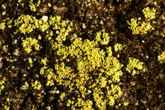 Flavoplaca