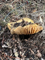 Omphalotus olivascens