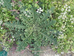 Verbascum sinuatum
