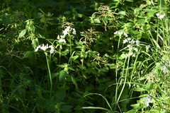 Allium neapolitanum